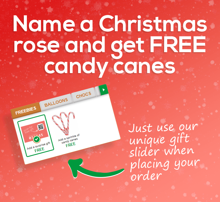 Name a Christmas rose and get FREE candy canes this Christmas