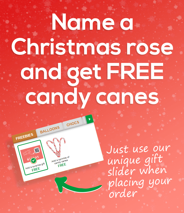 Name a Christmas rose and get FREE candy canes this Christmas